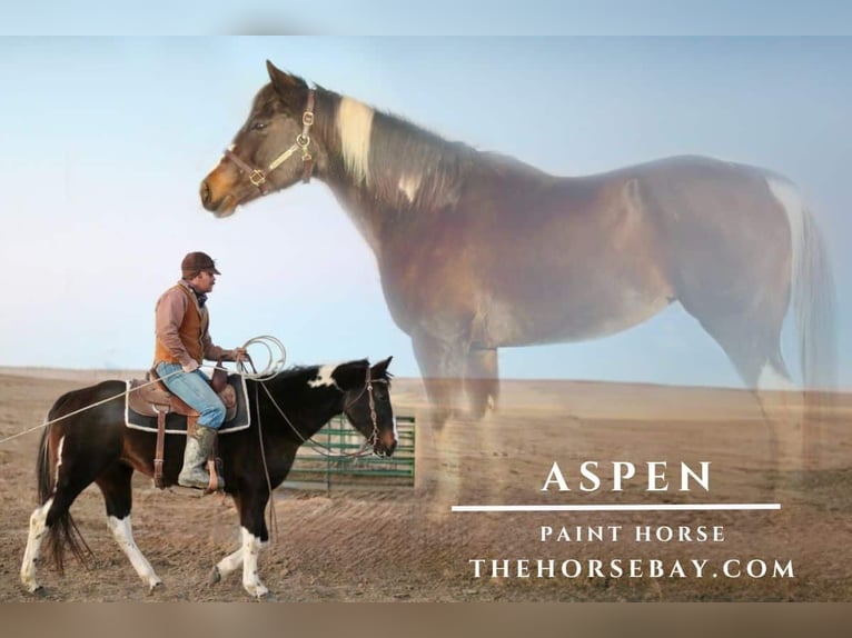 American Paint Horse Stute 15 Jahre Rappe in Castle Rock, CO