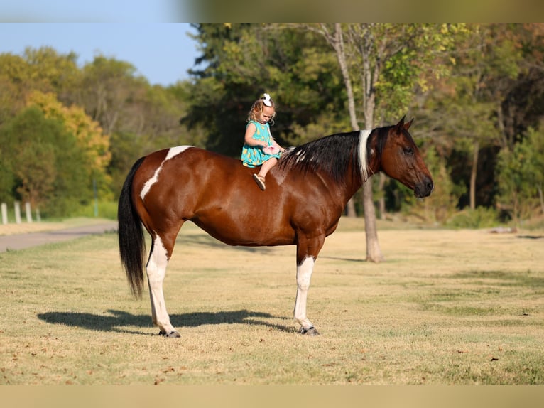 American Paint Horse Stute 15 Jahre Schecke in Terrell