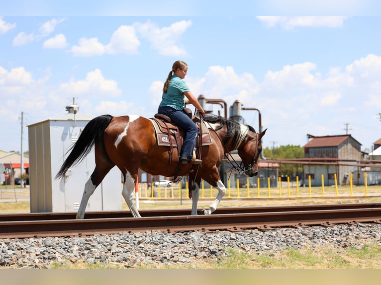 American Paint Horse Stute 15 Jahre Schecke in Terrell