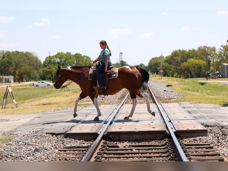 American Paint Horse Stute 15 Jahre Schecke in Terrell