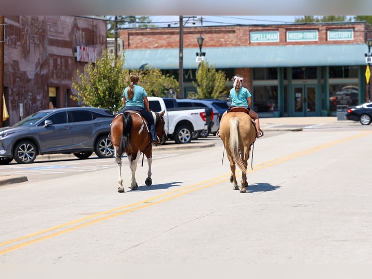 American Paint Horse Stute 15 Jahre Schecke in Terrell