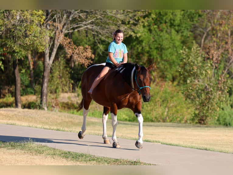American Paint Horse Stute 15 Jahre Schecke in Terrell