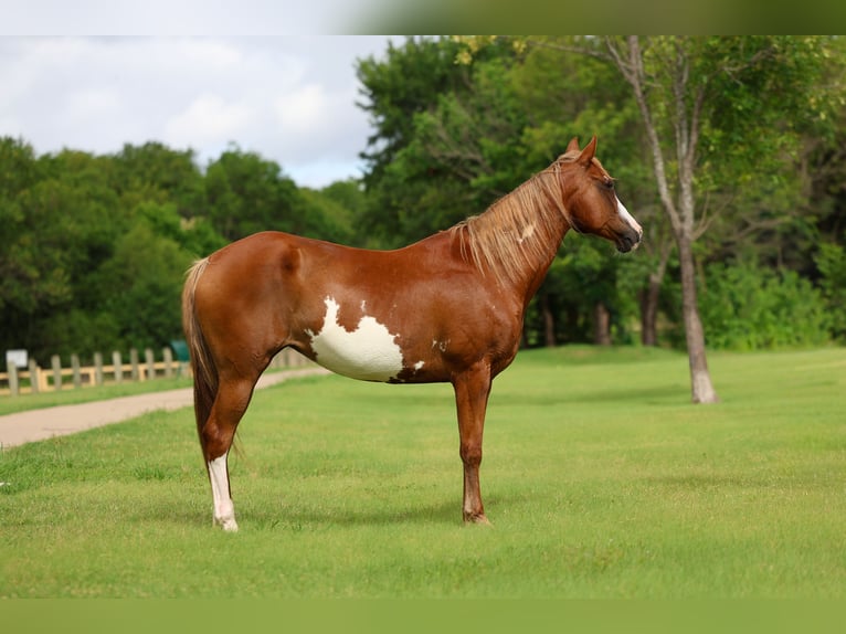American Paint Horse Stute 15 Jahre Schecke in Forney