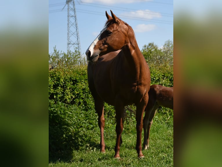 American Paint Horse Stute 16 Jahre 150 cm Fuchs in Angeren