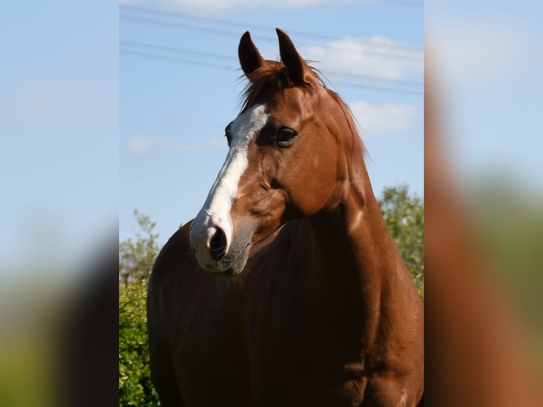 American Paint Horse Stute 16 Jahre 150 cm Fuchs in Angeren