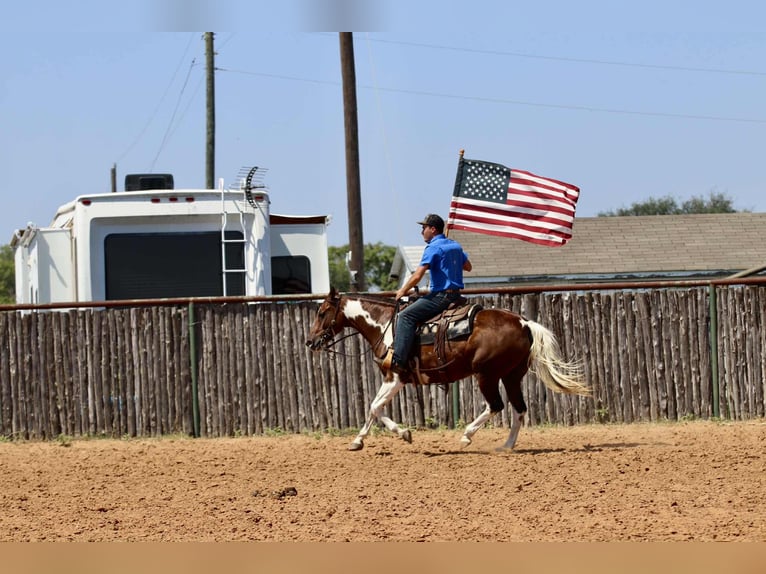 American Paint Horse Stute 16 Jahre 150 cm Tobiano-alle-Farben in Lipan TX