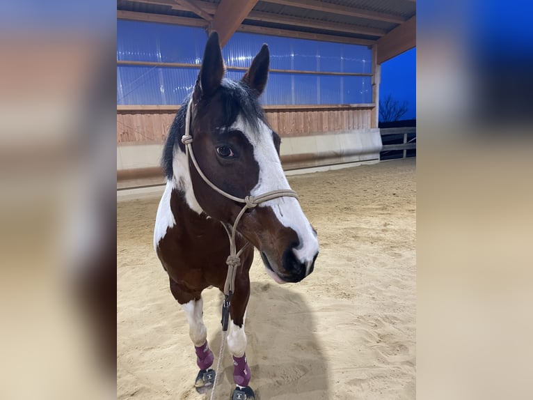 American Paint Horse Stute 16 Jahre 150 cm Tobiano-alle-Farben in Lichtenwald