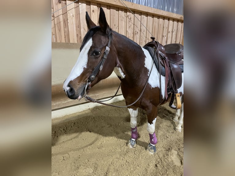 American Paint Horse Stute 16 Jahre 150 cm Tobiano-alle-Farben in Lichtenwald