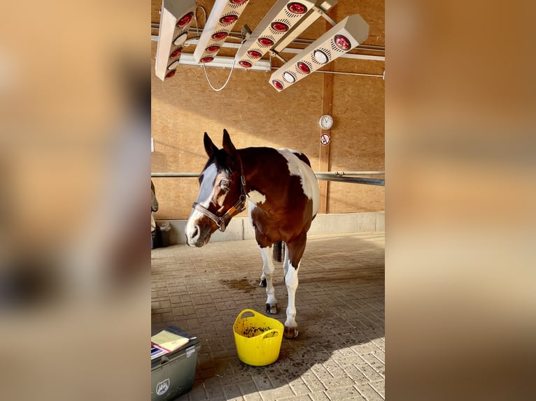 American Paint Horse Stute 16 Jahre 150 cm Tobiano-alle-Farben in Lichtenwald