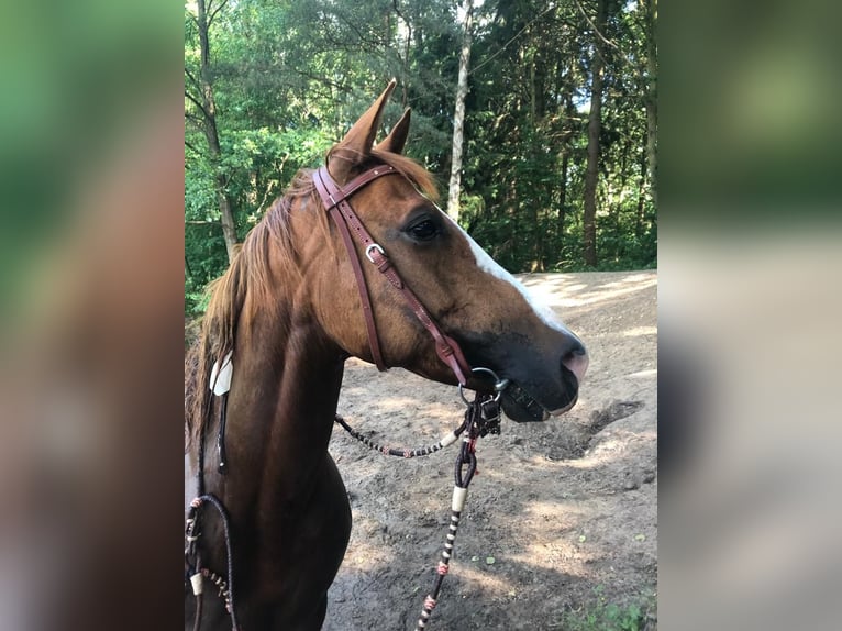 American Paint Horse Stute 16 Jahre 154 cm Fuchs in Ratekau