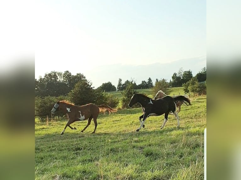 American Paint Horse Stute 16 Jahre 154 cm Overo-alle-Farben in Memmingen