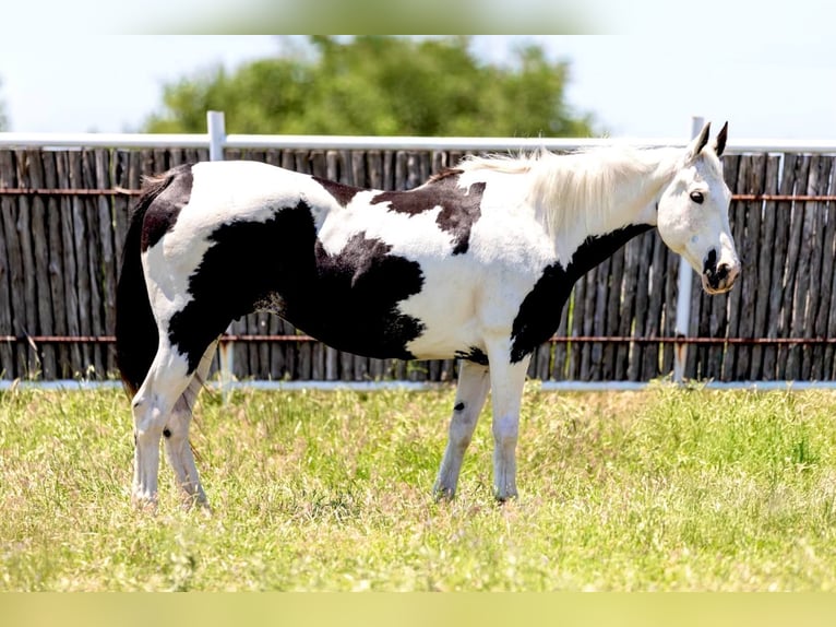 American Paint Horse Stute 16 Jahre Tobiano-alle-Farben in Weatherford, TX