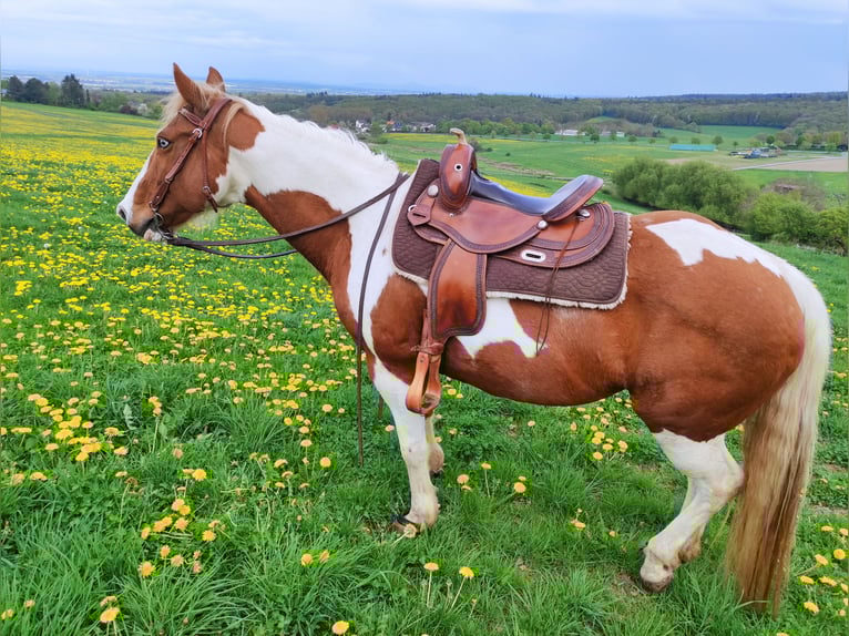 American Paint Horse Stute 17 Jahre 154 cm Tobiano-alle-Farben in Rheinbach