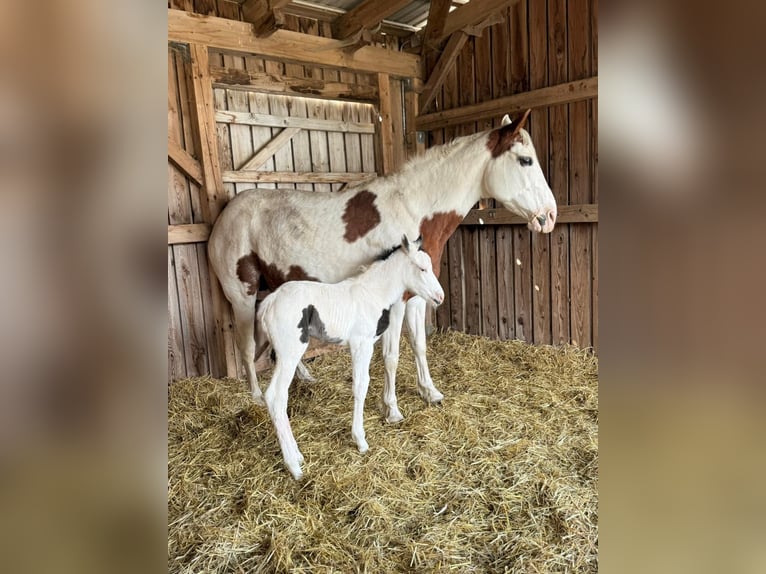 American Paint Horse Stute 18 Jahre 158 cm Tobiano-alle-Farben in Elterlein