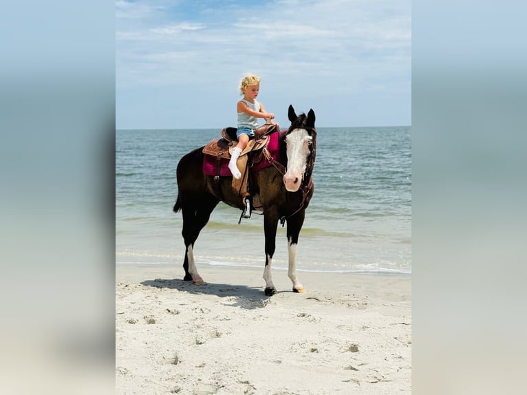American Paint Horse Stute 19 Jahre 142 cm Tobiano-alle-Farben in Bronson