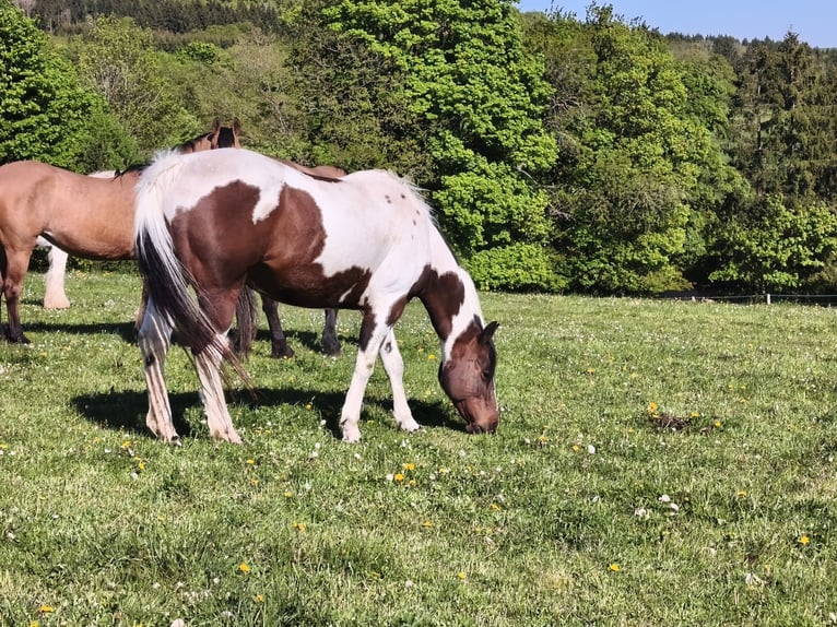American Paint Horse Stute 19 Jahre Overo-alle-Farben in Berreldorf