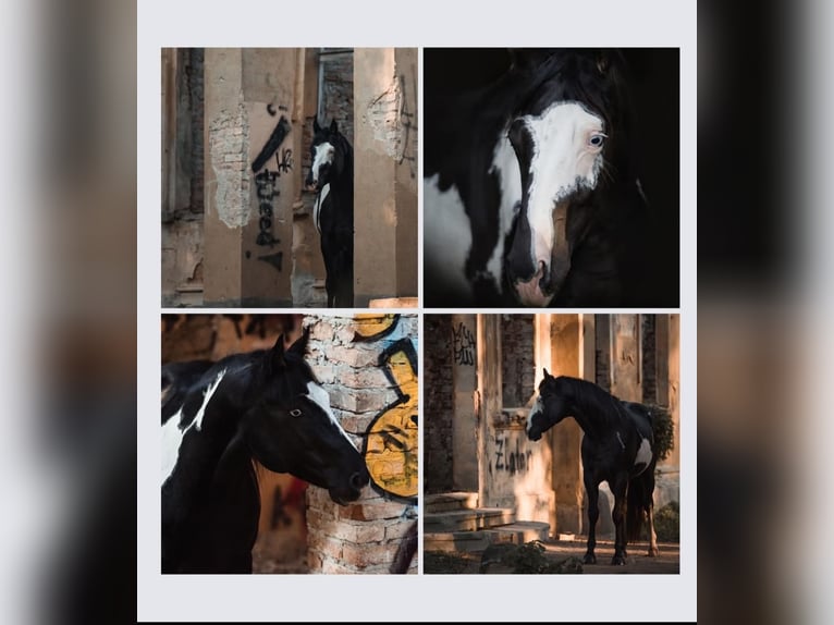 American Paint Horse Mix Stute 1 Jahr 125 cm Rappe in Langsdorf Langsdorf