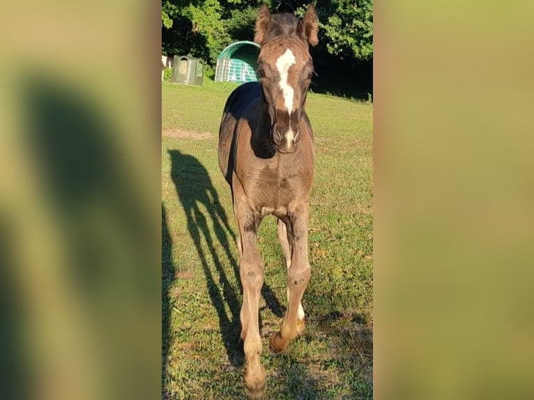 American Paint Horse Mix Stute 1 Jahr 125 cm Rappe in Langsdorf Langsdorf