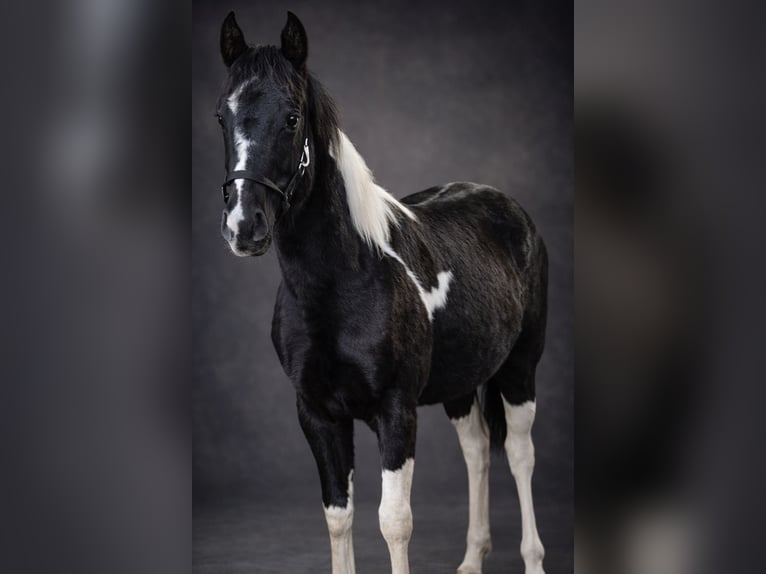 American Paint Horse Stute 1 Jahr 140 cm Tobiano-alle-Farben in Walchum