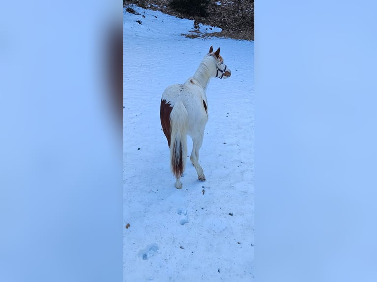 American Paint Horse Stute 1 Jahr 140 cm Tovero-alle-Farben in Dobovec