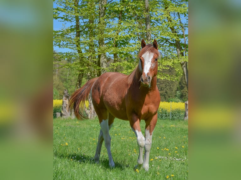 American Paint Horse Stute 1 Jahr 142 cm Tobiano-alle-Farben in Marlow