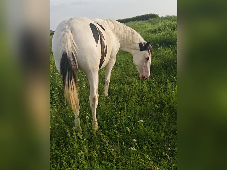 American Paint Horse Mix Stute 1 Jahr 148 cm Schecke in Klingenberg am Main