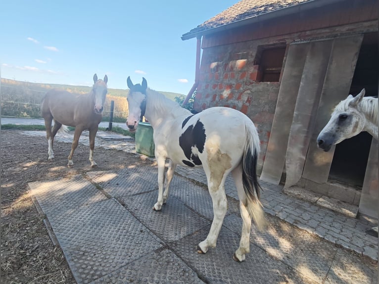 American Paint Horse Mix Stute 1 Jahr 148 cm Schecke in Klingenberg am Main