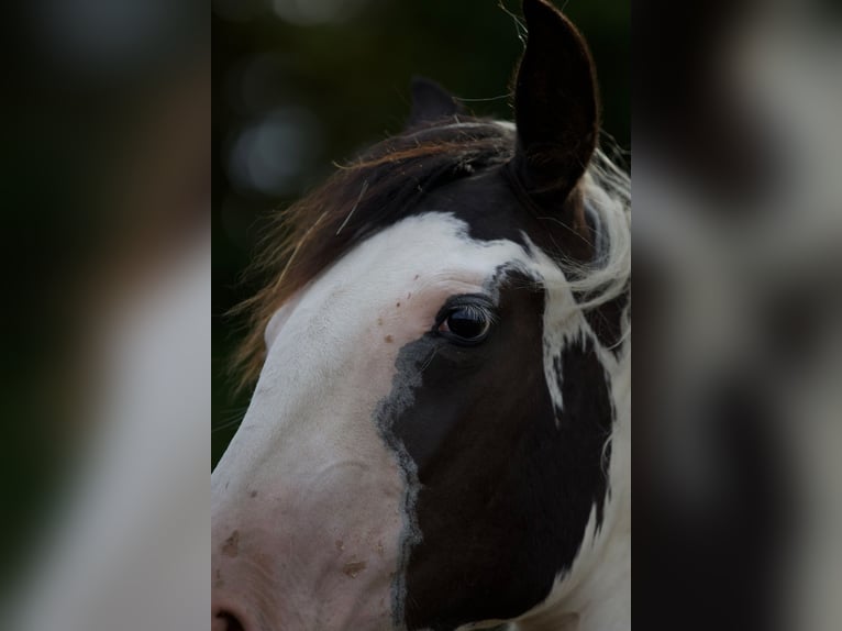 American Paint Horse Mix Stute 1 Jahr 148 cm Schecke in Klingenberg am Main