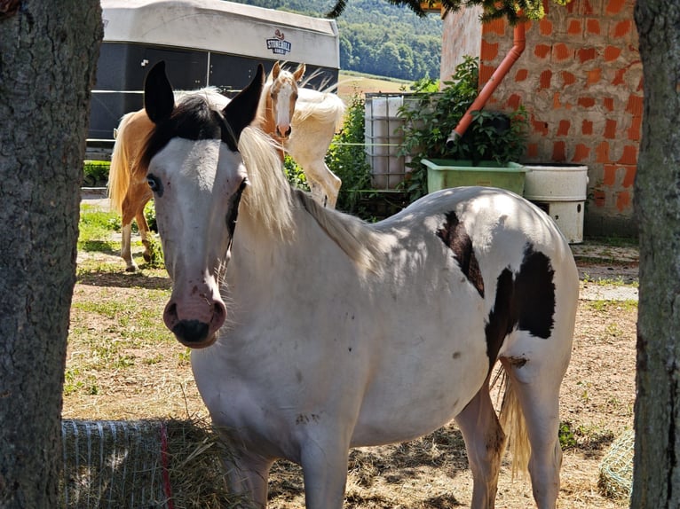 American Paint Horse Mix Stute 1 Jahr 148 cm Schecke in Klingenberg am Main