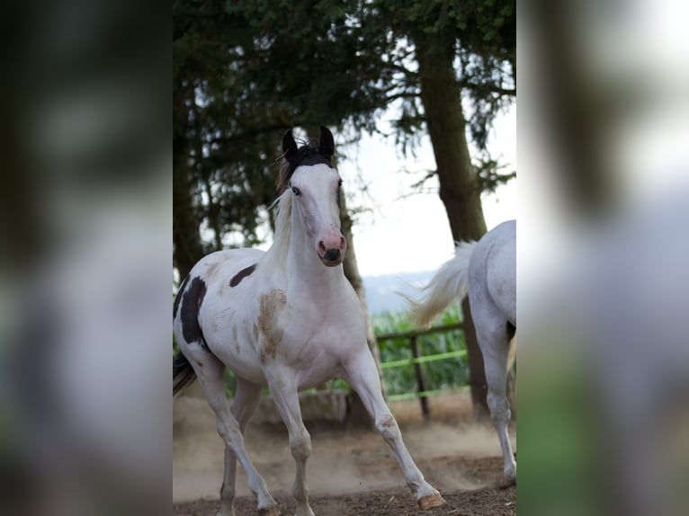 American Paint Horse Mix Stute 1 Jahr 148 cm Schecke in Klingenberg am Main