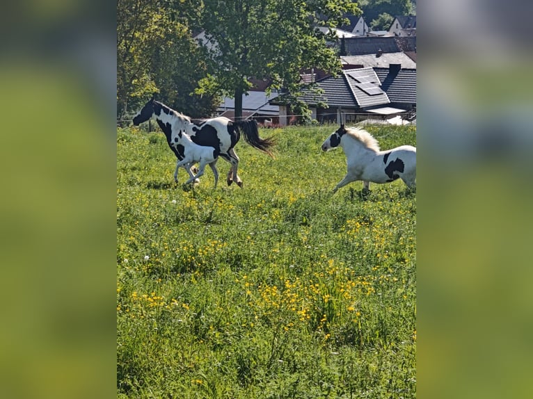 American Paint Horse Mix Stute 1 Jahr 148 cm Schecke in Klingenberg am Main