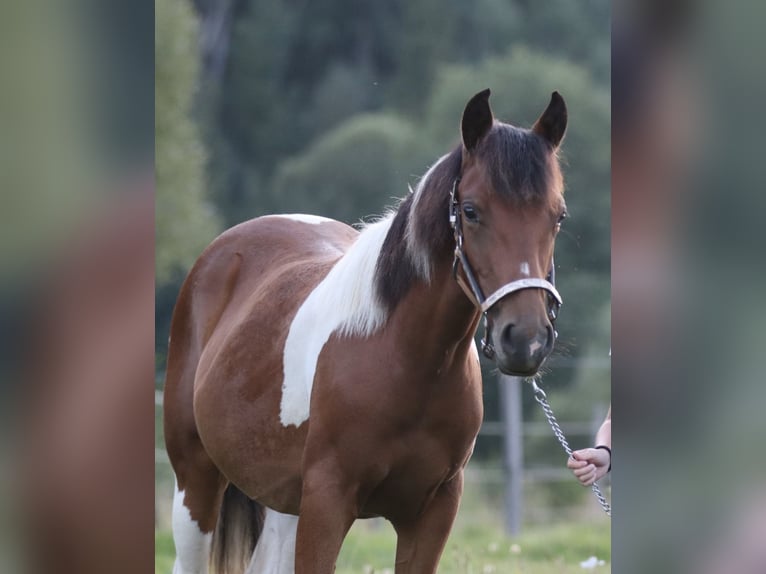 American Paint Horse Stute 1 Jahr 150 cm Brauner in Rajcza