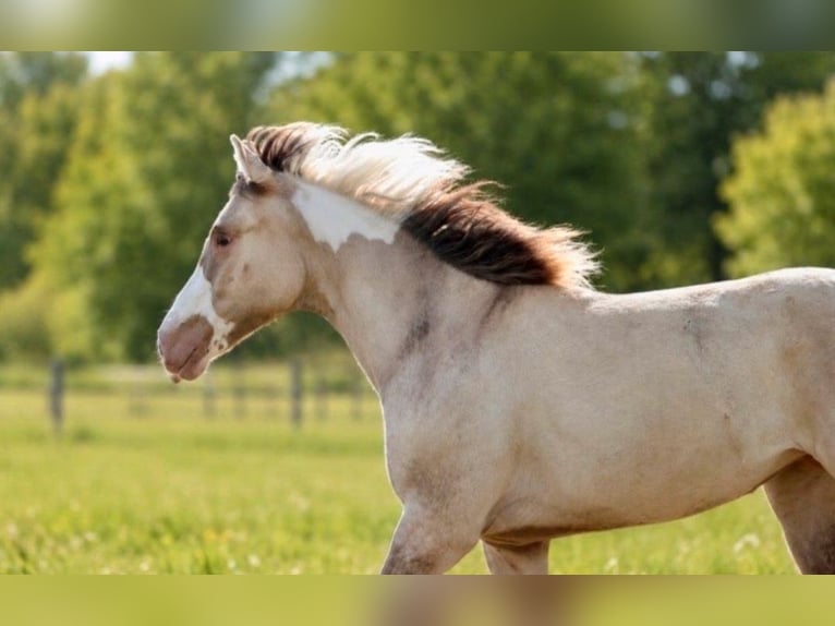American Paint Horse Stute 1 Jahr 150 cm Champagne in Pastetten