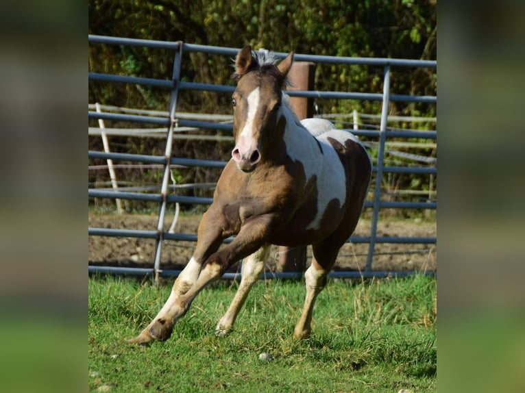 American Paint Horse Stute 1 Jahr 150 cm Champagne in Buchbach