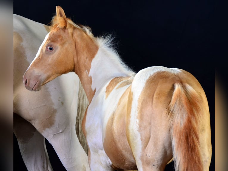 American Paint Horse Stute 1 Jahr 150 cm Champagne in Obertaufkirchen