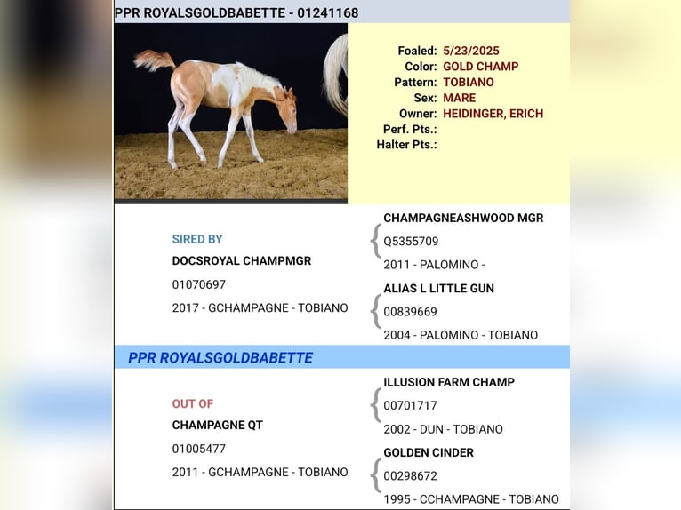 American Paint Horse Stute 1 Jahr 150 cm Champagne in Obertaufkirchen