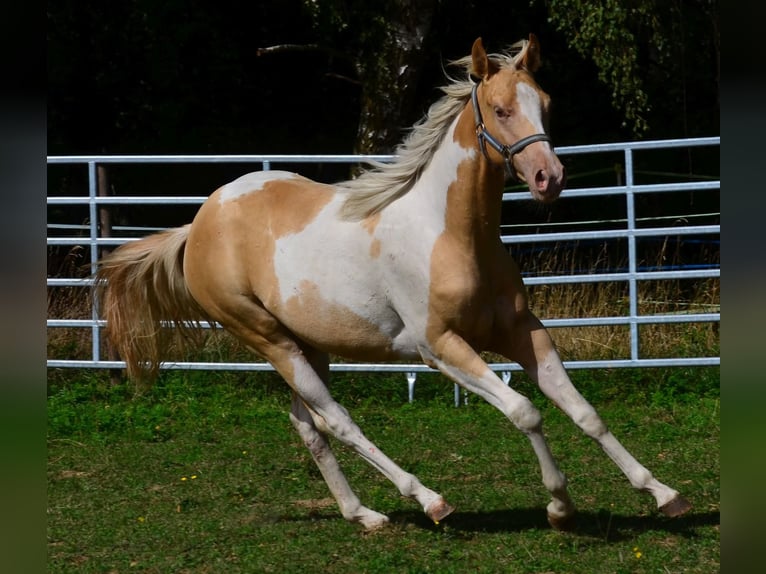 American Paint Horse Stute 1 Jahr 150 cm Champagne in Obertaufkirchen