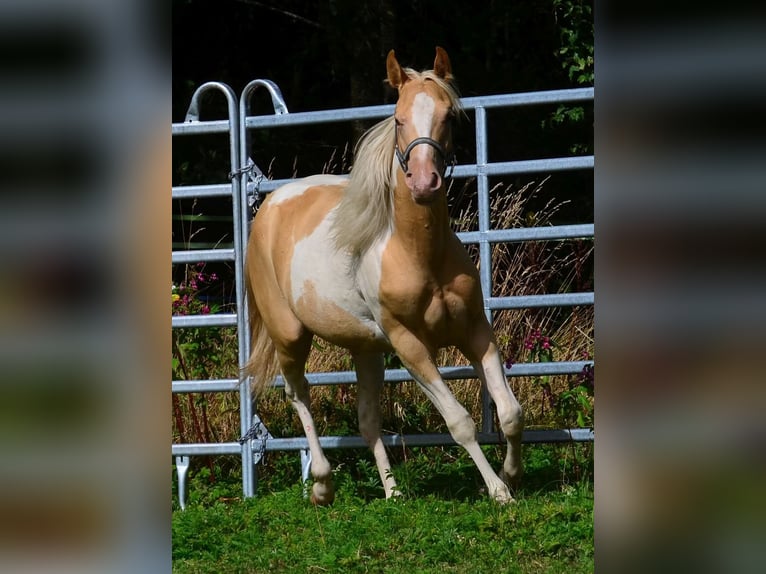 American Paint Horse Stute 1 Jahr 150 cm Champagne in Obertaufkirchen