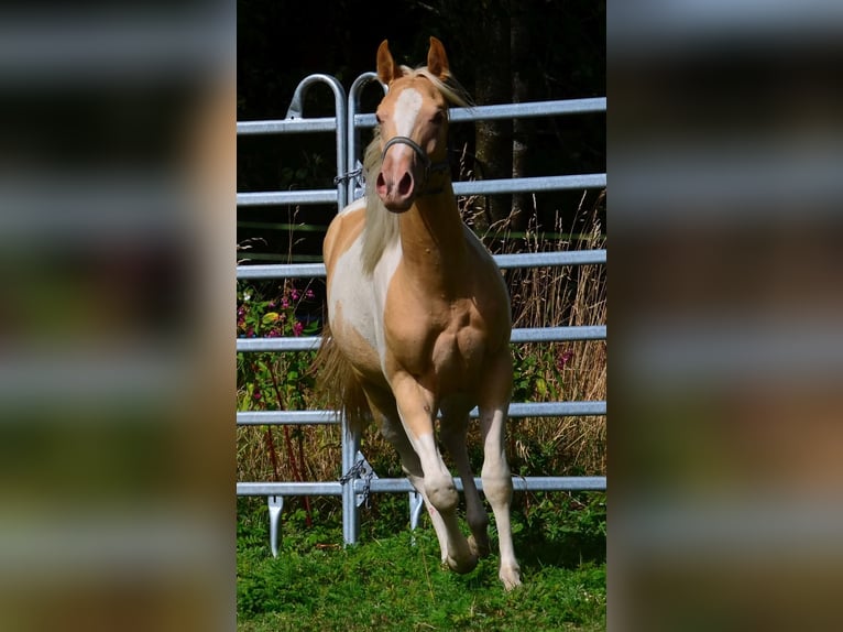 American Paint Horse Stute 1 Jahr 150 cm Champagne in Obertaufkirchen