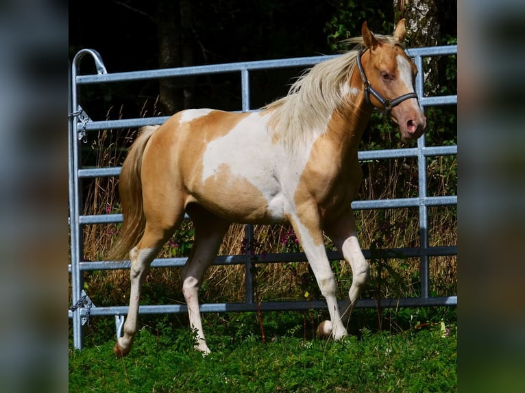 American Paint Horse Stute 1 Jahr 150 cm Champagne in Obertaufkirchen