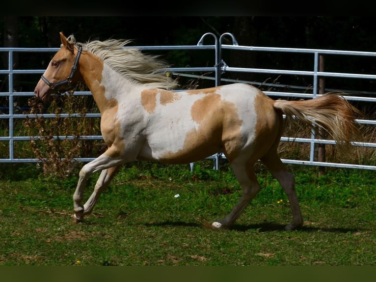 American Paint Horse Stute 1 Jahr 150 cm Champagne in Obertaufkirchen