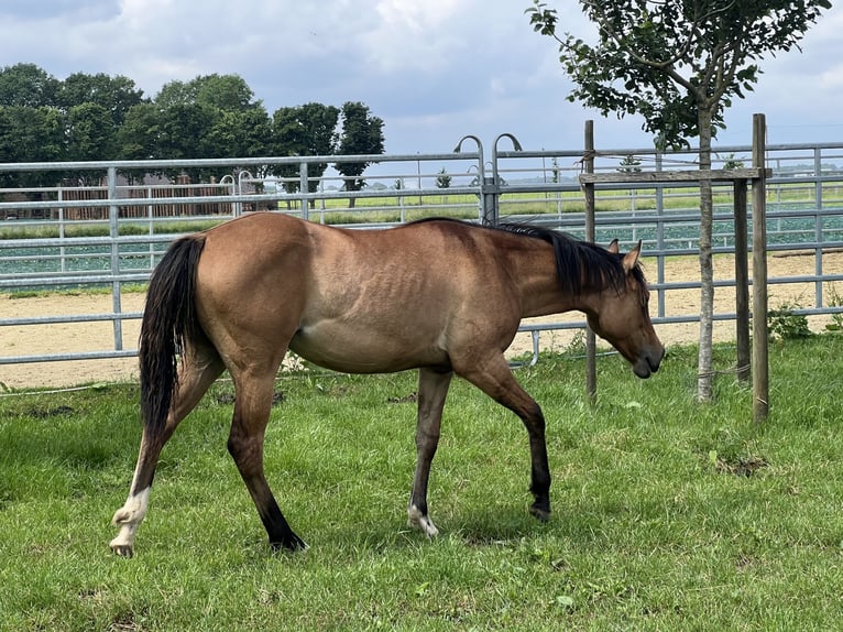 American Paint Horse Stute 1 Jahr 150 cm Falbe in Emstek