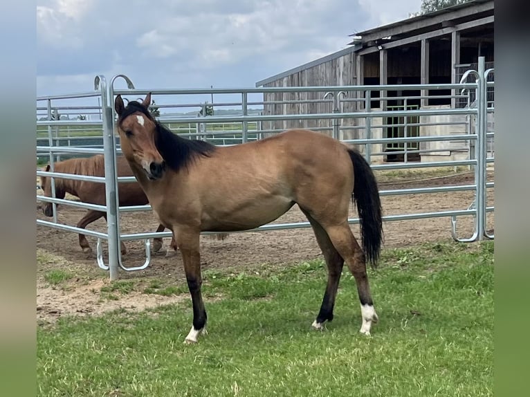 American Paint Horse Stute 1 Jahr 150 cm Falbe in Emstek