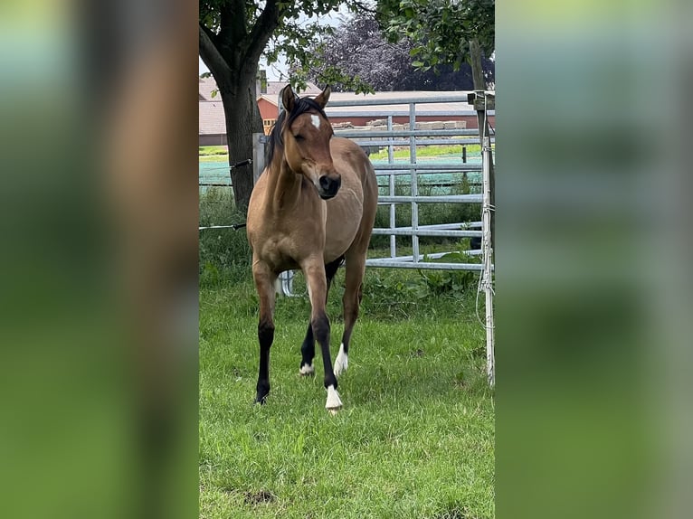 American Paint Horse Stute 1 Jahr 150 cm Falbe in Emstek