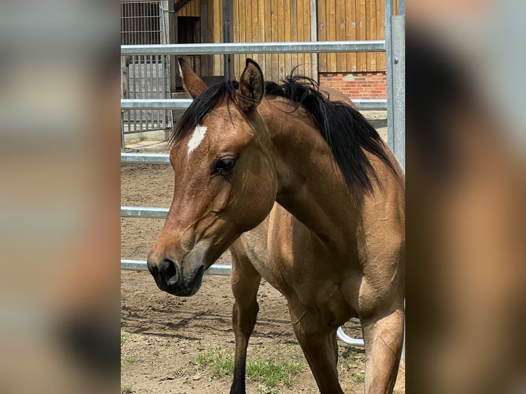 American Paint Horse Stute 1 Jahr 150 cm Falbe in Emstek