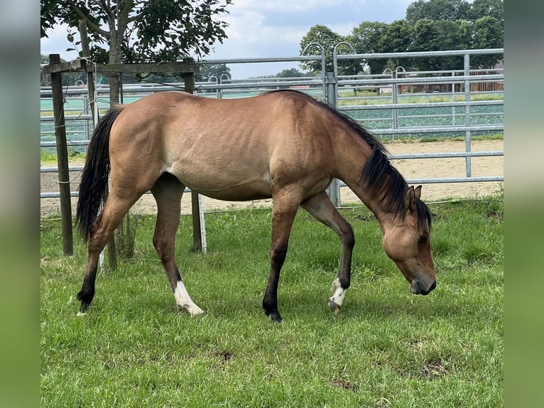 American Paint Horse Stute 1 Jahr 150 cm Falbe in Emstek