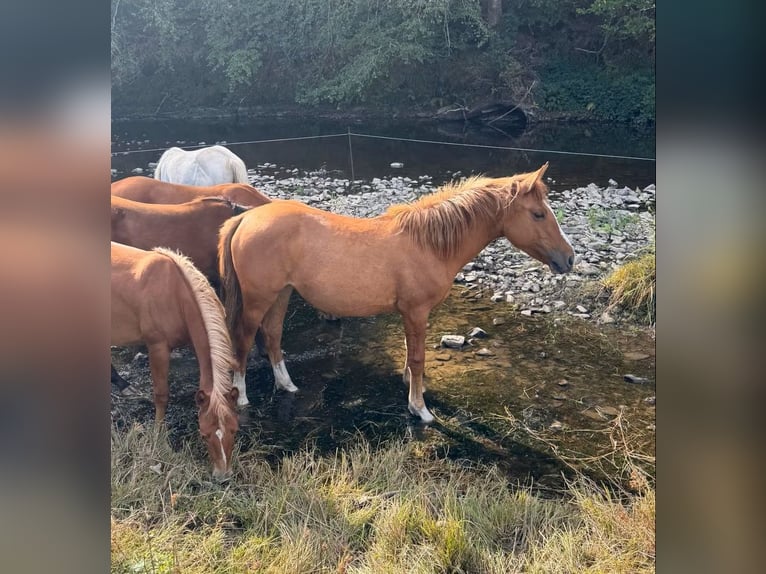 American Paint Horse Mix Stute 1 Jahr 150 cm Red Dun in Daleiden