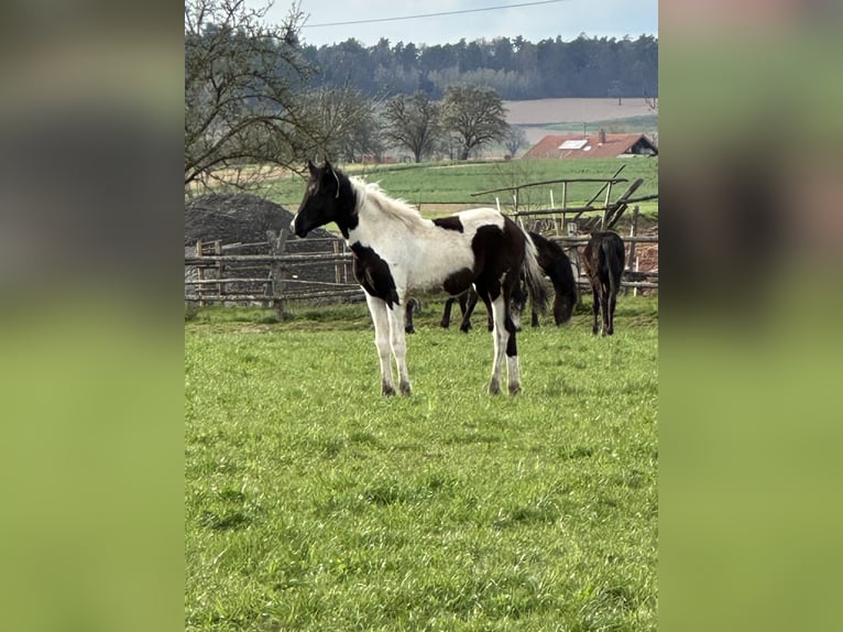 American Paint Horse Mix Stute 1 Jahr 150 cm Schecke in Buchen (Odenwald)