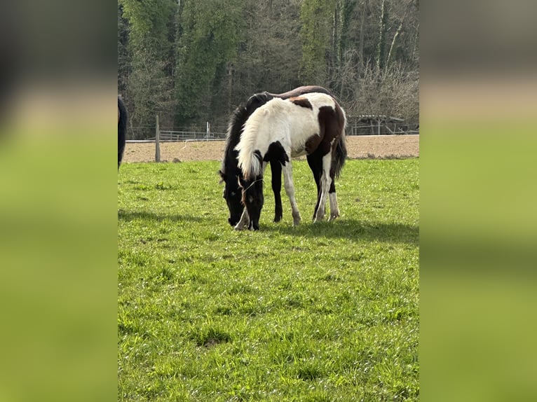 American Paint Horse Mix Stute 1 Jahr 150 cm Schecke in Buchen (Odenwald)