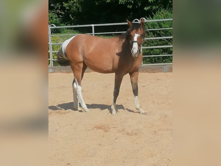 American Paint Horse Stute 1 Jahr 150 cm Tobiano-alle-Farben in Ahorn